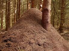 Aluminum In Ant Hill