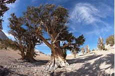 Dolomite