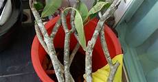 Metal Cuttings