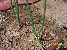Zinc Included Fertilizer