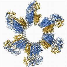 Zinc Transporter